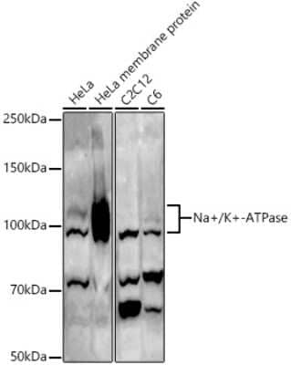 Western Blot: Sodium Potassium ATPase Alpha 1 Antibody [NBP2-95255] - Western blot analysis of extracts of various cell lines, using Sodium Potassium ATPase Alpha 1 antibody (NBP2-95255) at 1:500 dilution. Secondary antibody: HRP Goat Anti-Rabbit IgG (H+L) at 1:10000 dilution. Lysates/proteins: 25ug per lane. Blocking buffer: 3% nonfat dry milk in TBST. Detection: ECL Basic Kit. Exposure time: 180s.